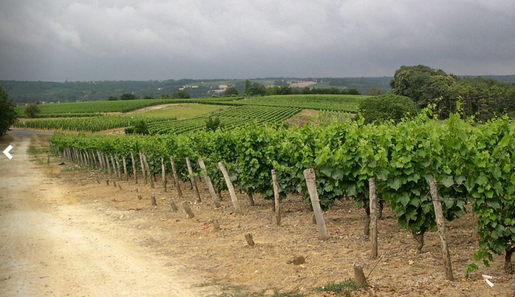 château de la Loire et vignoble