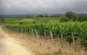 vin des châteaux de la Loire
